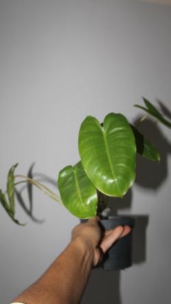 Sadnice - sobne biljke: Philodendron Burle Marx